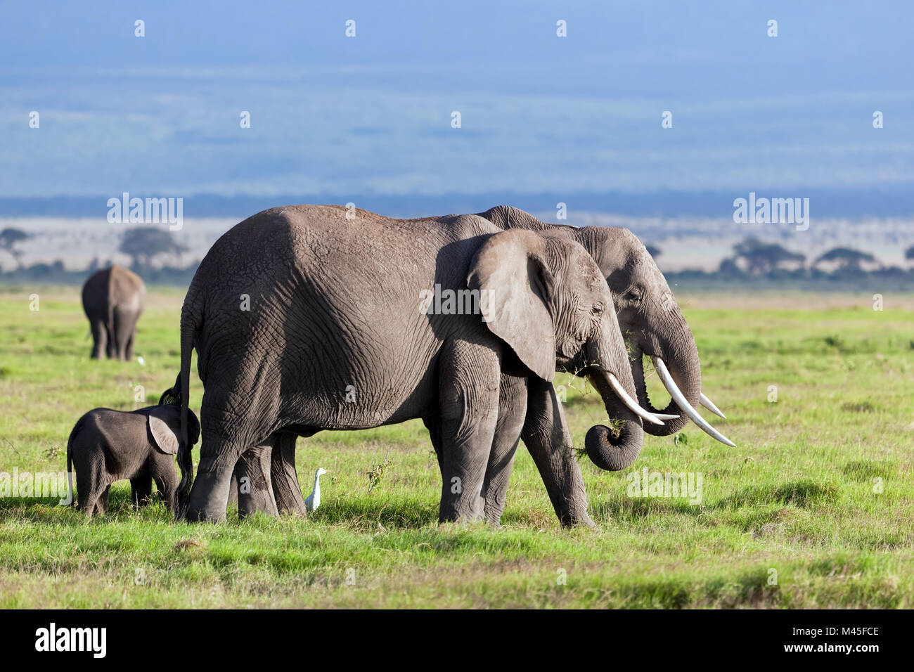 Elephants herd on African savanna. Safari in Amboseli Stock Photo