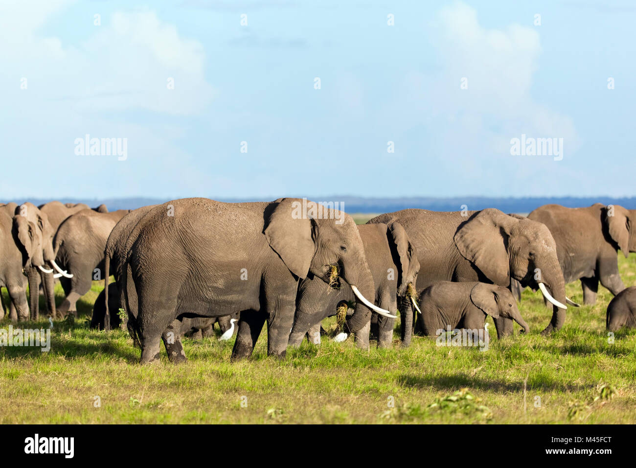 Elephants herd on African savanna. Safari in Amboseli Stock Photo