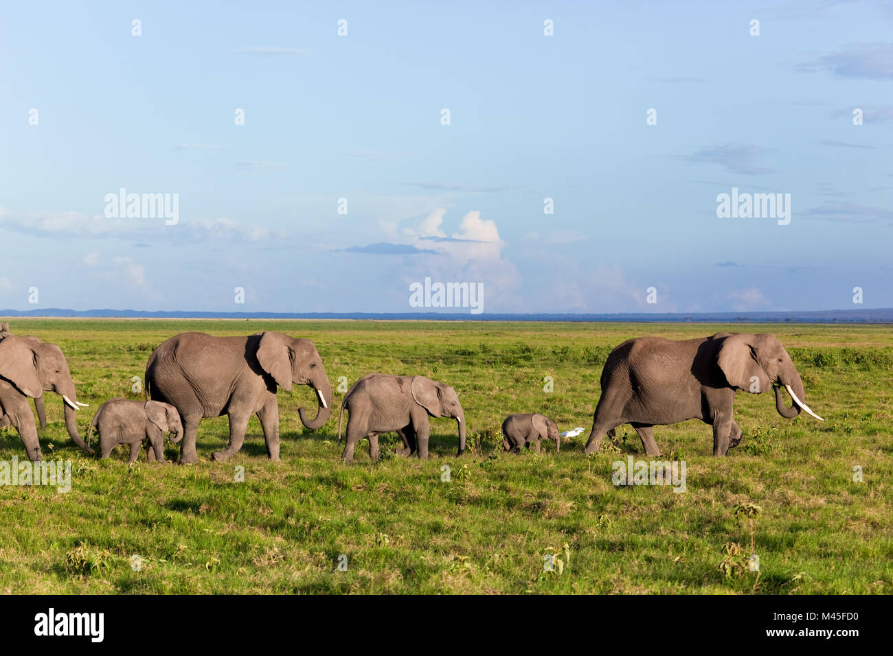 Elephants herd on African savanna. Safari in Amboseli Stock Photo