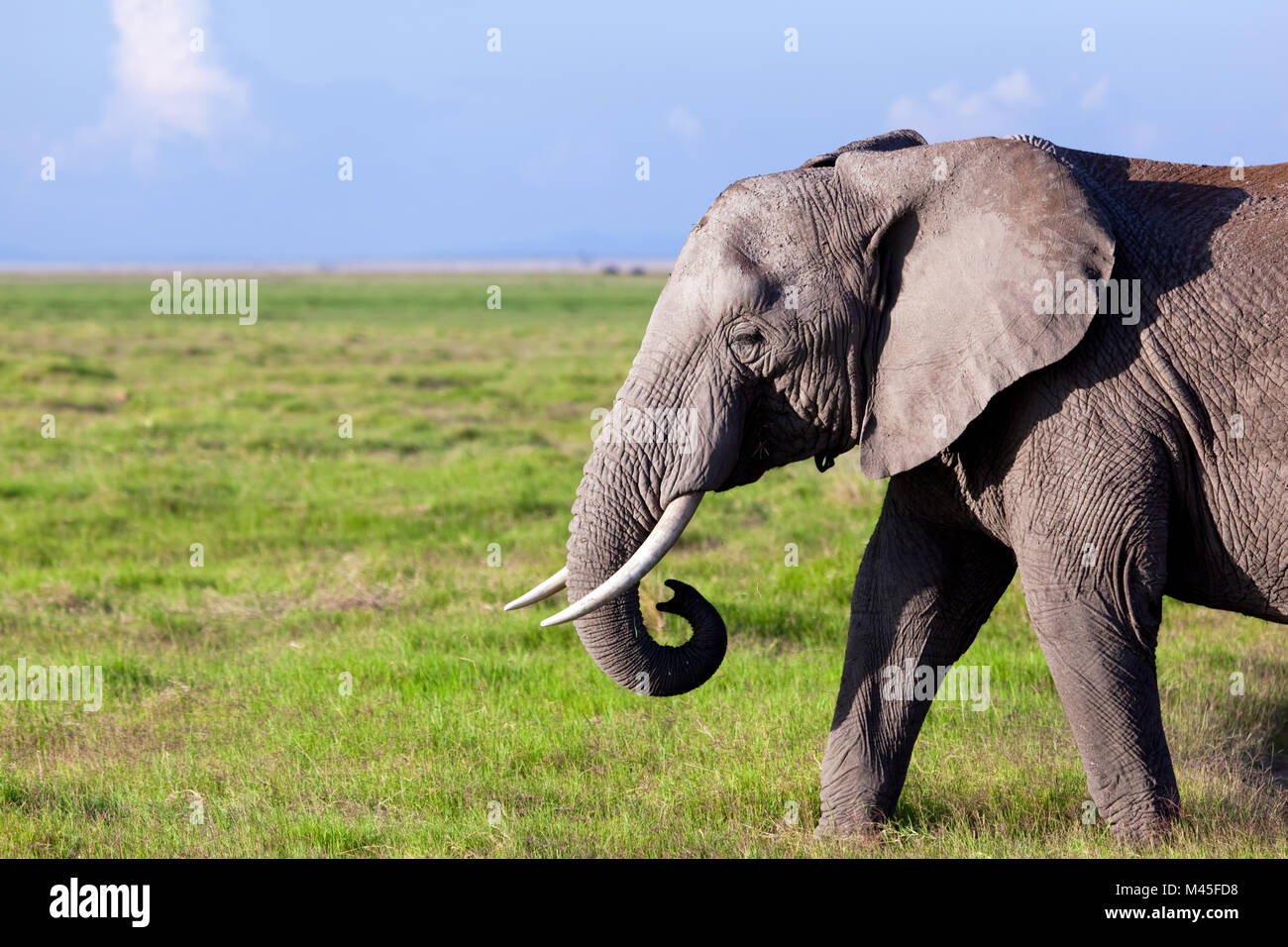 Elephant portrait on African savanna. Safari in Amboseli Stock Photo