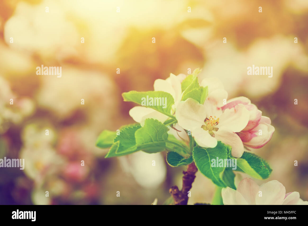 Spring tree flowers blossom, bloom in warm sun. Vintage Stock Photo