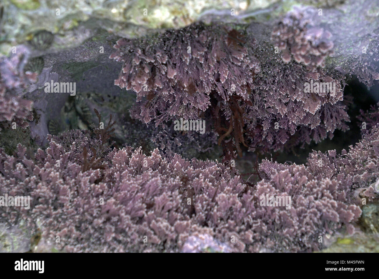 Corallina officinali, Red Seaweed on Portland stone, Isle of Portland, UK (1 of 4) Stock Photo