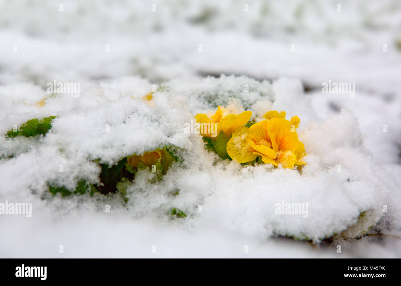 Yellow primrose flower growing from the snow. Stock Photo