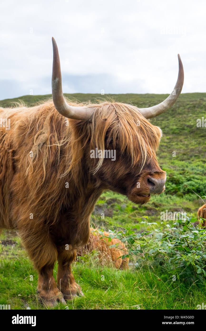 A Galloway cow seen in Scotland, Europe Stock Photo