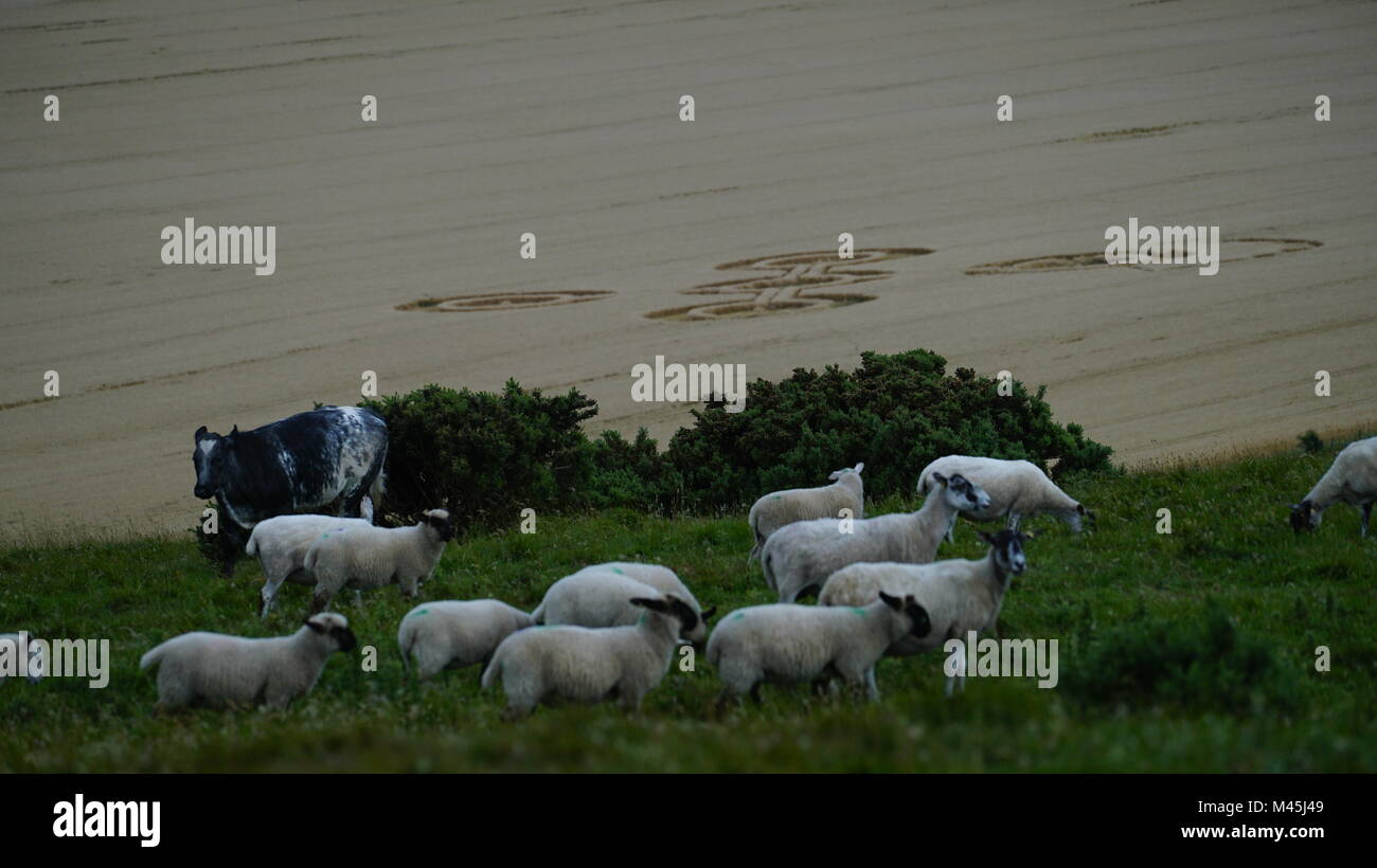 Domestic animal by crop circle on Milk Hill, Wiltshire Stock Photo