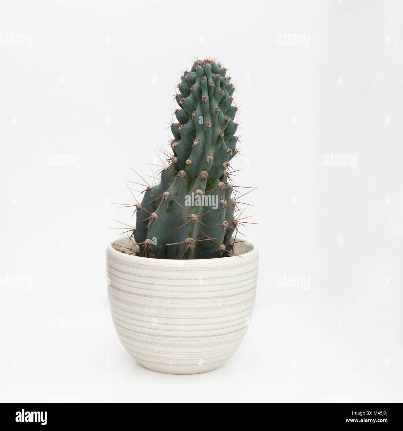 a cactus plant in a pot on a white background Stock Photo - Alamy