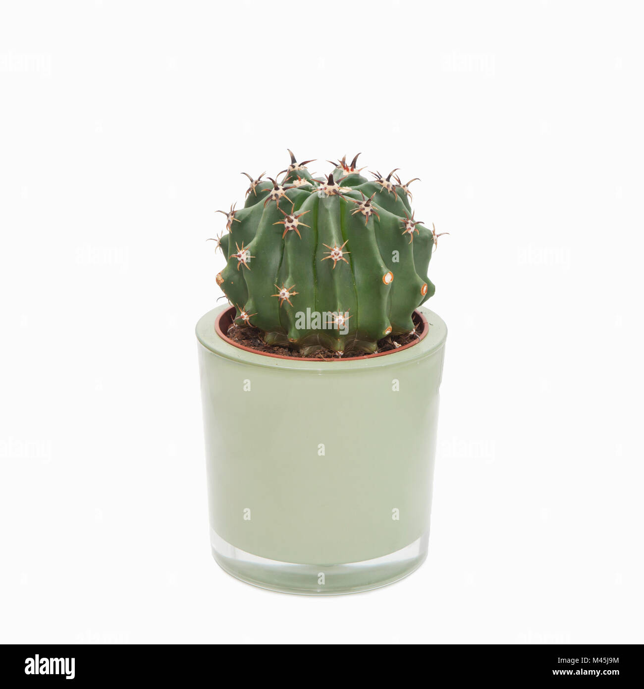 a cactus plant in a pot on a white background Stock Photo - Alamy
