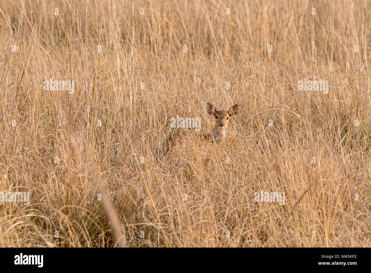 Young wild Chital or Spotted Deer fawn, Axis axis, hiding in dry grass in Bandhavgarh National Park, Madhya Pradesh, India Stock Photo