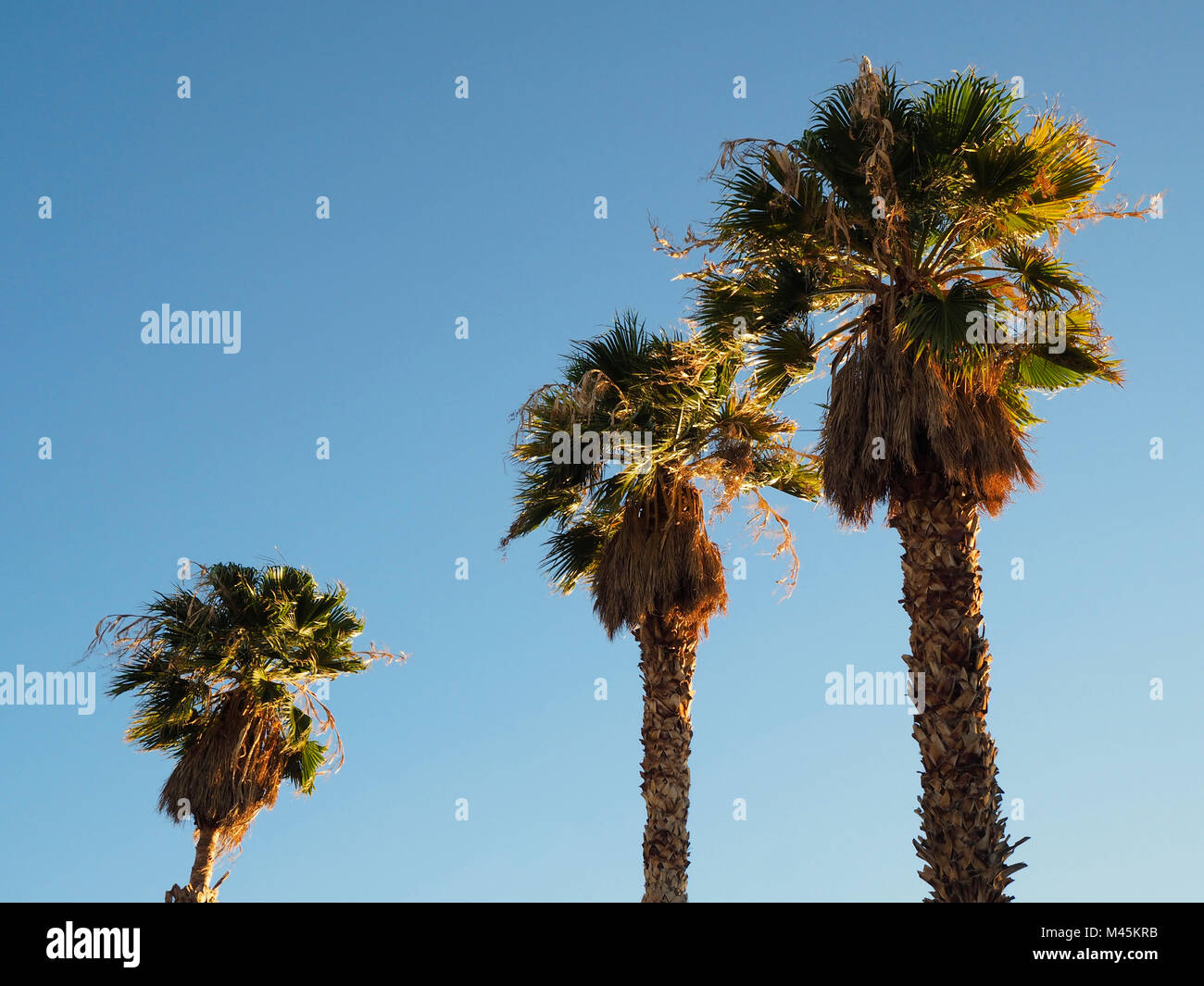 A row of three palm trees in the sunset Stock Photo