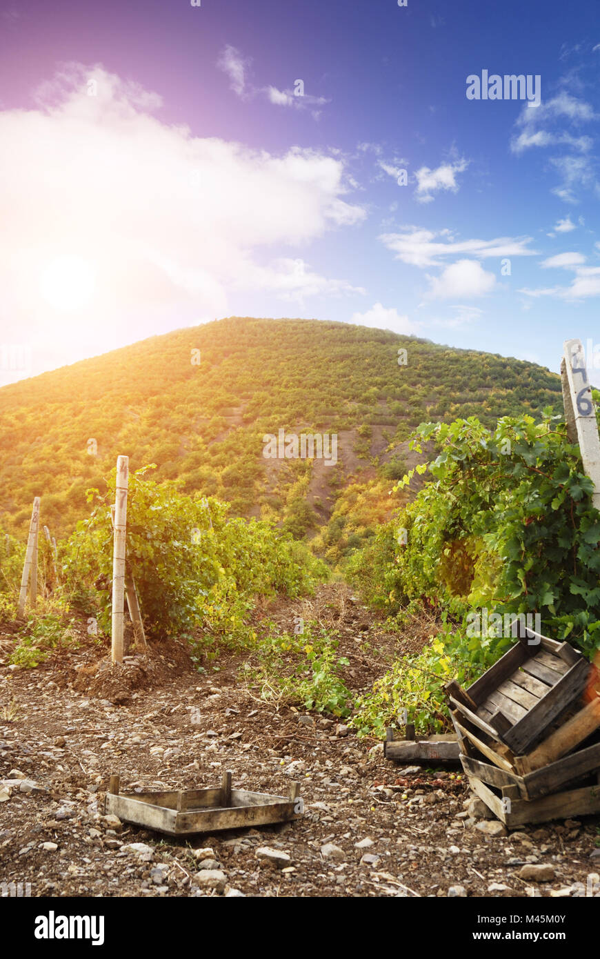 Empty crop rows hi-res stock photography and images - Alamy