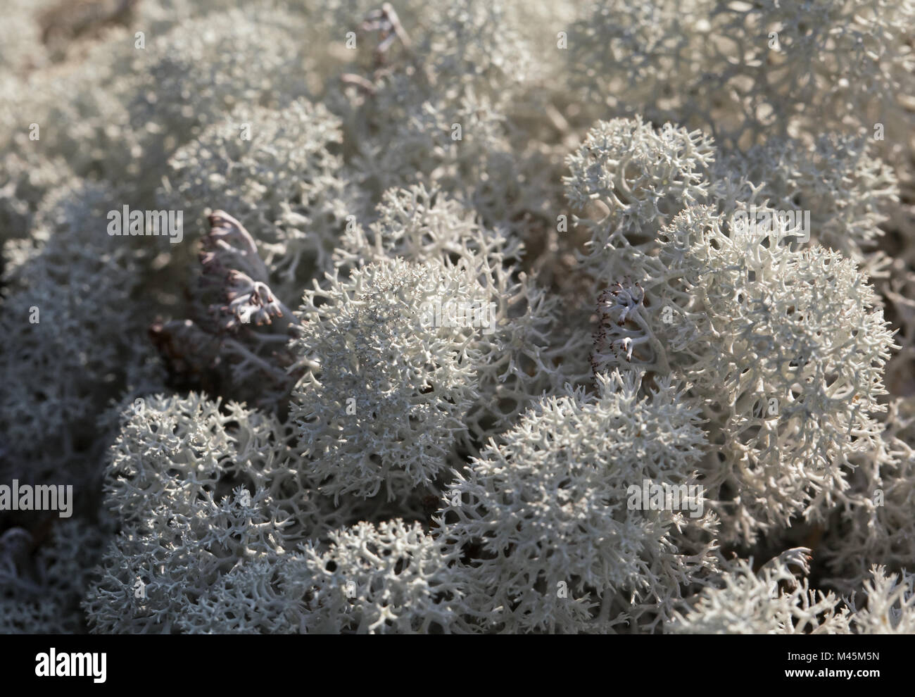 Reindeer lichen, close-up Stock Photo