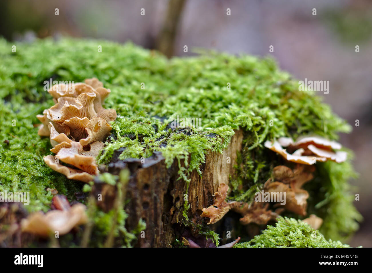 Mossy tree stump with mushrooms growing on top Stock Photo
