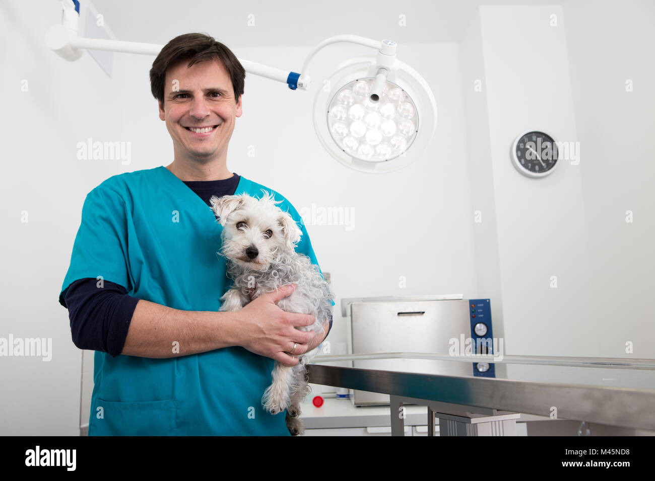 Vet carrying terrier poodle mixed breed dog Stock Photo