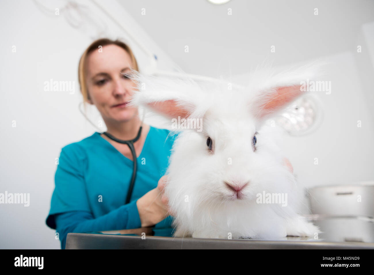 Vet giving angora rabbit dental checkup Stock Photo - Alamy