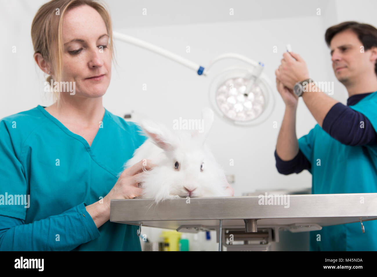 Vets giving angora rabbit dental checkup Stock Photo