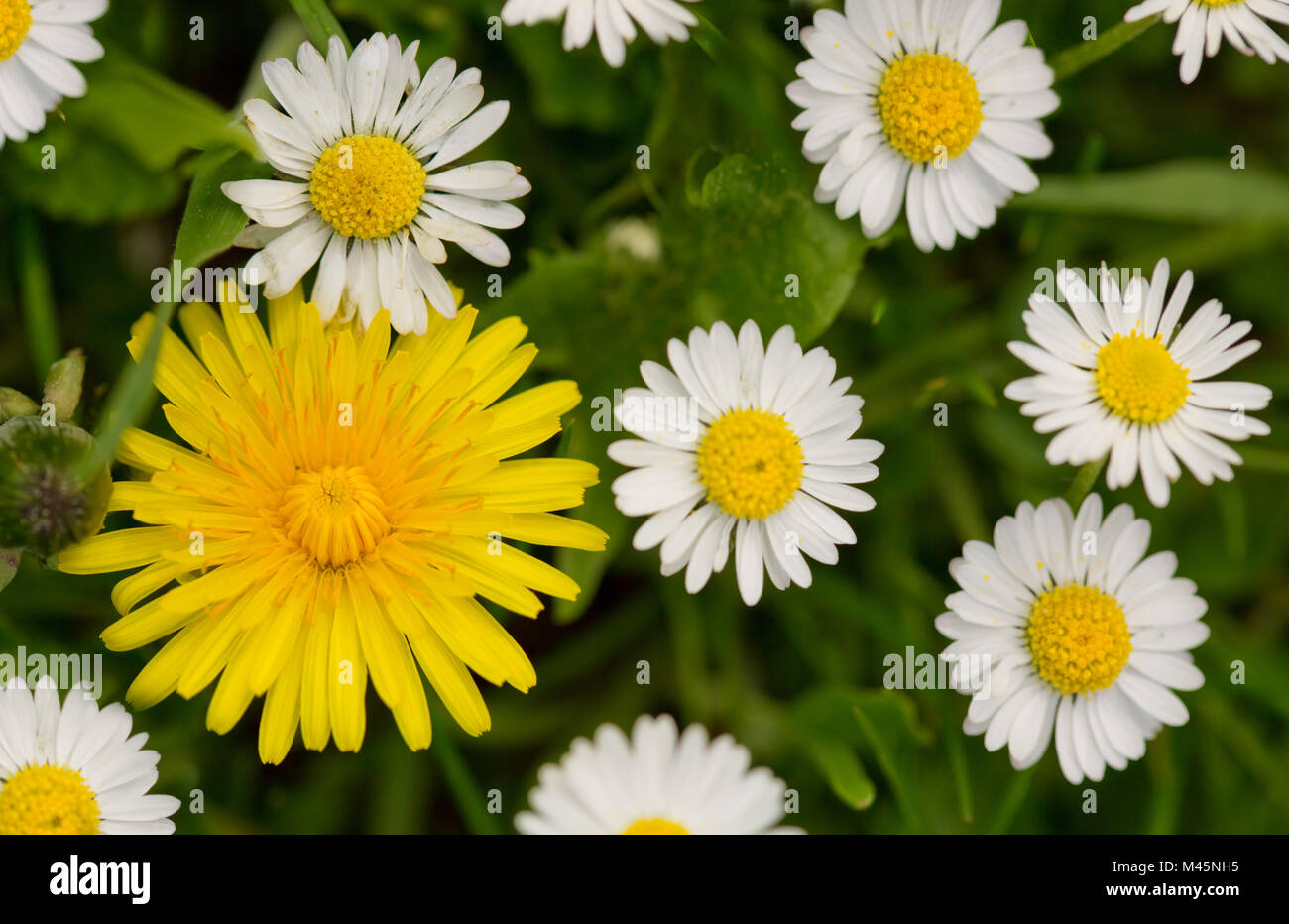 White daisies meadow and yellow dandelion flower Stock Photo Alamy