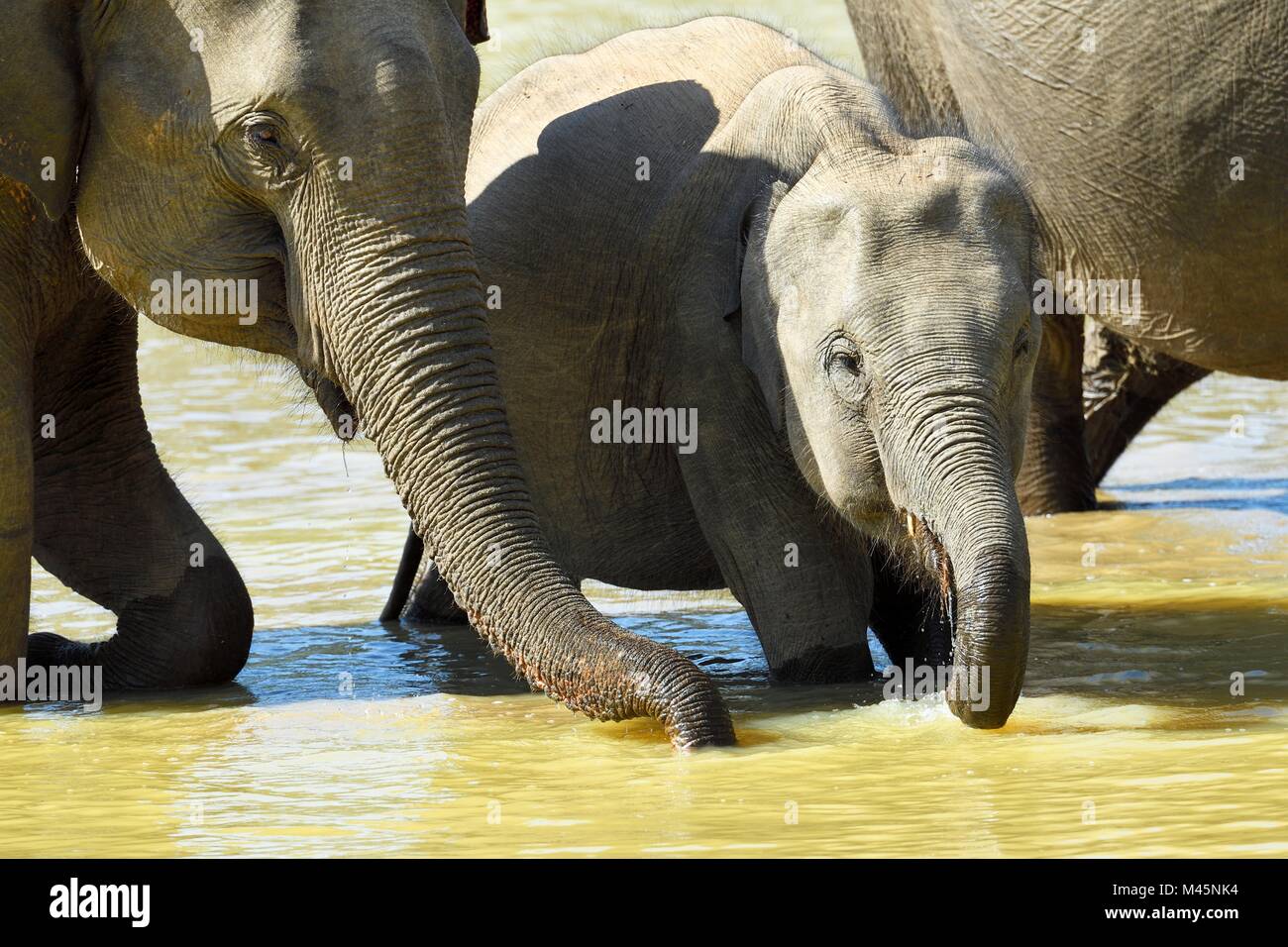 Sri Lankan elephants (Elephas maximus maximus) in the water while drinking,Minneriya National Park,Northern Central Province Stock Photo