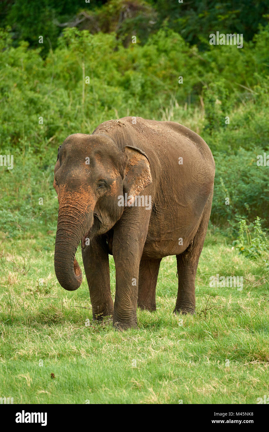 Sri Lankan elephant (Elephas maximus maximus) while feeding,Minneriya National Park,Northern Central Province,Sri Lanka Stock Photo
