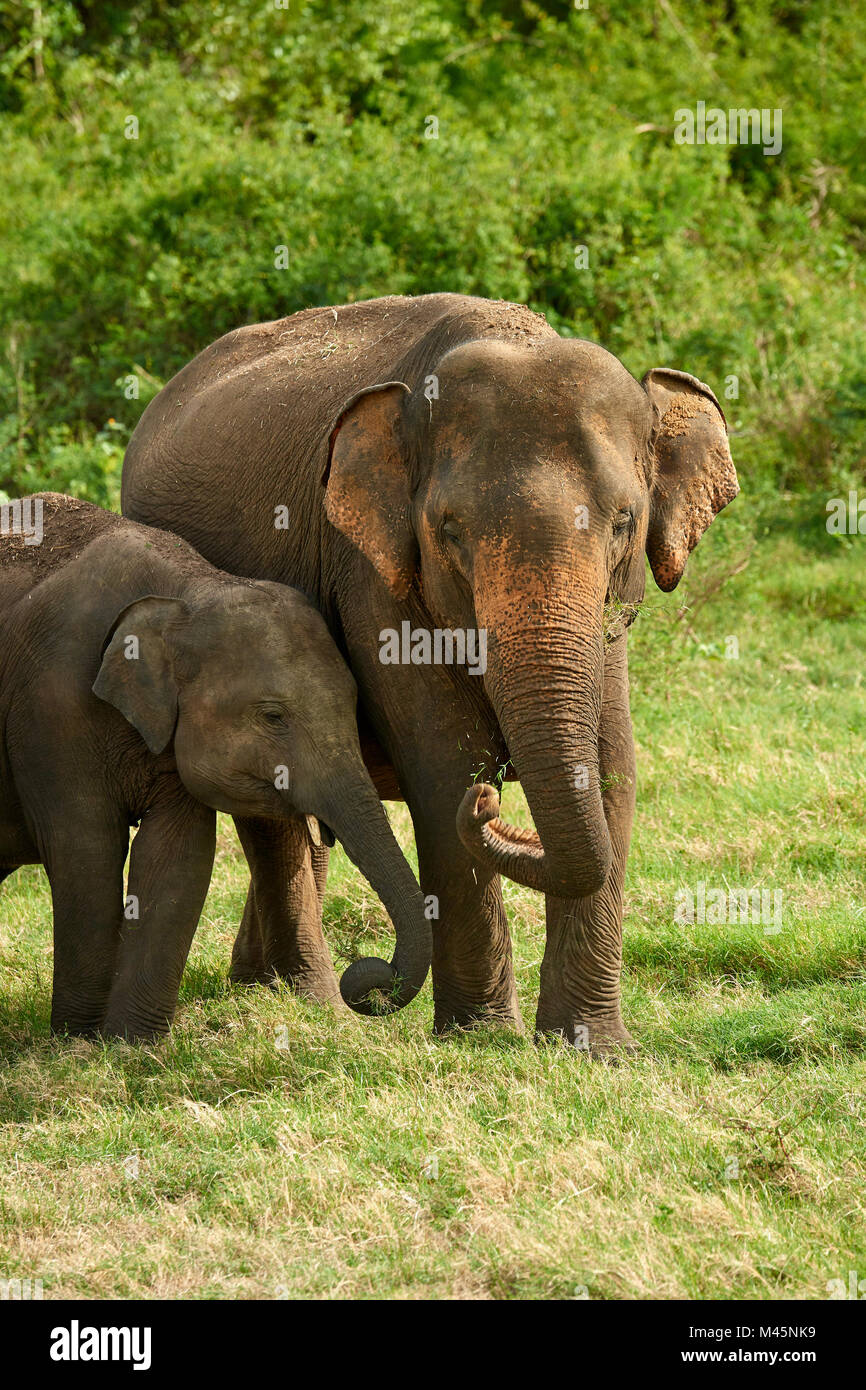 Sri Lankan elephants (Elephas maximus maximus),dam and young animal grazing,Minneriya National Park,Northern Central Province Stock Photo