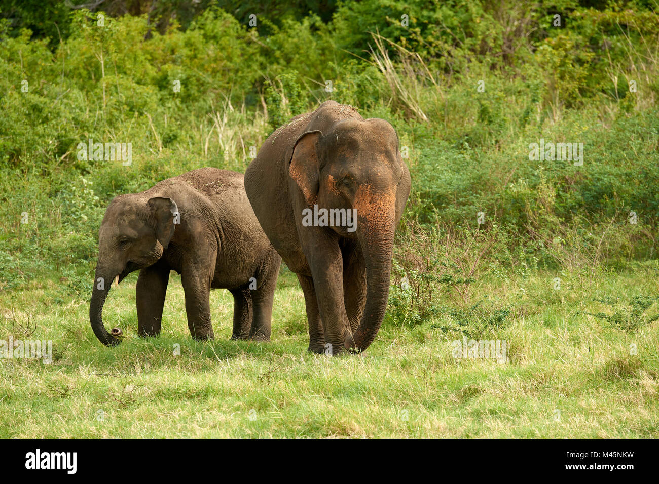 Sri Lankan elephants (Elephas maximus maximus) grazing,Minneriya National Park,Northern Central Province,Sri Lanka Stock Photo
