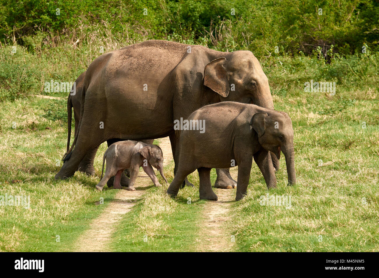 Group Sri Lankan elephants (Elephas maximus maximus) with young animal crossing a trail,Minneriya National Park Stock Photo