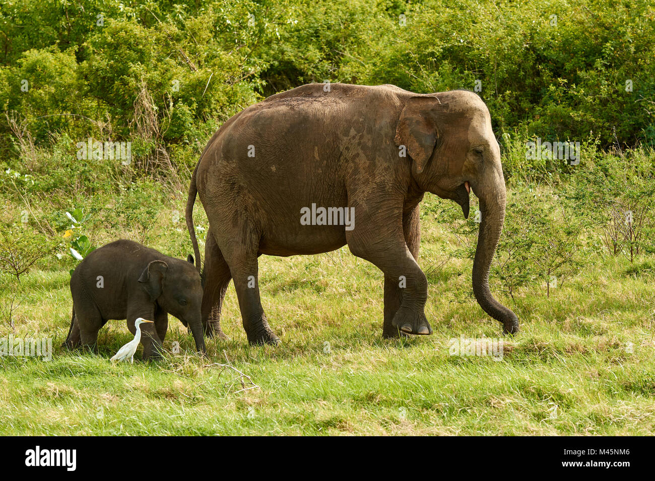 Sri Lankan elephants (Elephas maximus maximus),dam with young animal,Minneriya National Park,Northern Central Province Stock Photo