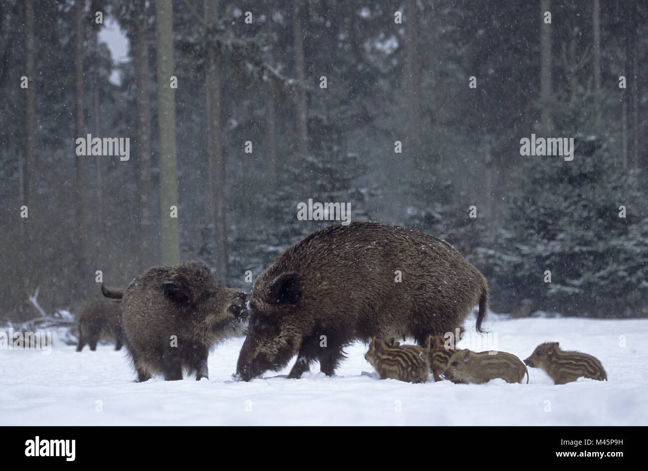 Wild sow, piglets and young Wild Boar in winter Stock Photo