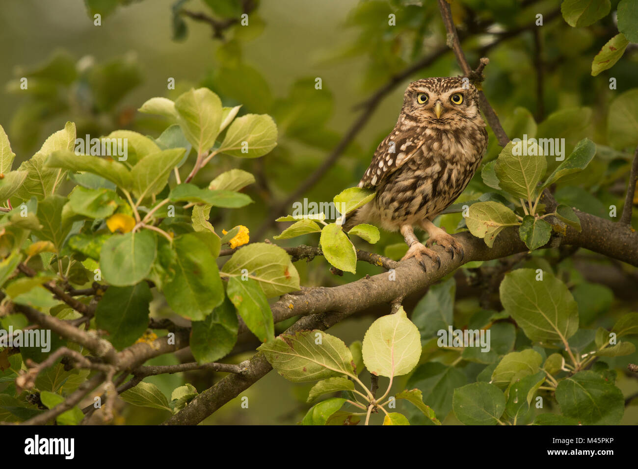 Little owl (Athene noctua) sits in a tree,direct look,Rhineland-Palatinate,Germany Stock Photo