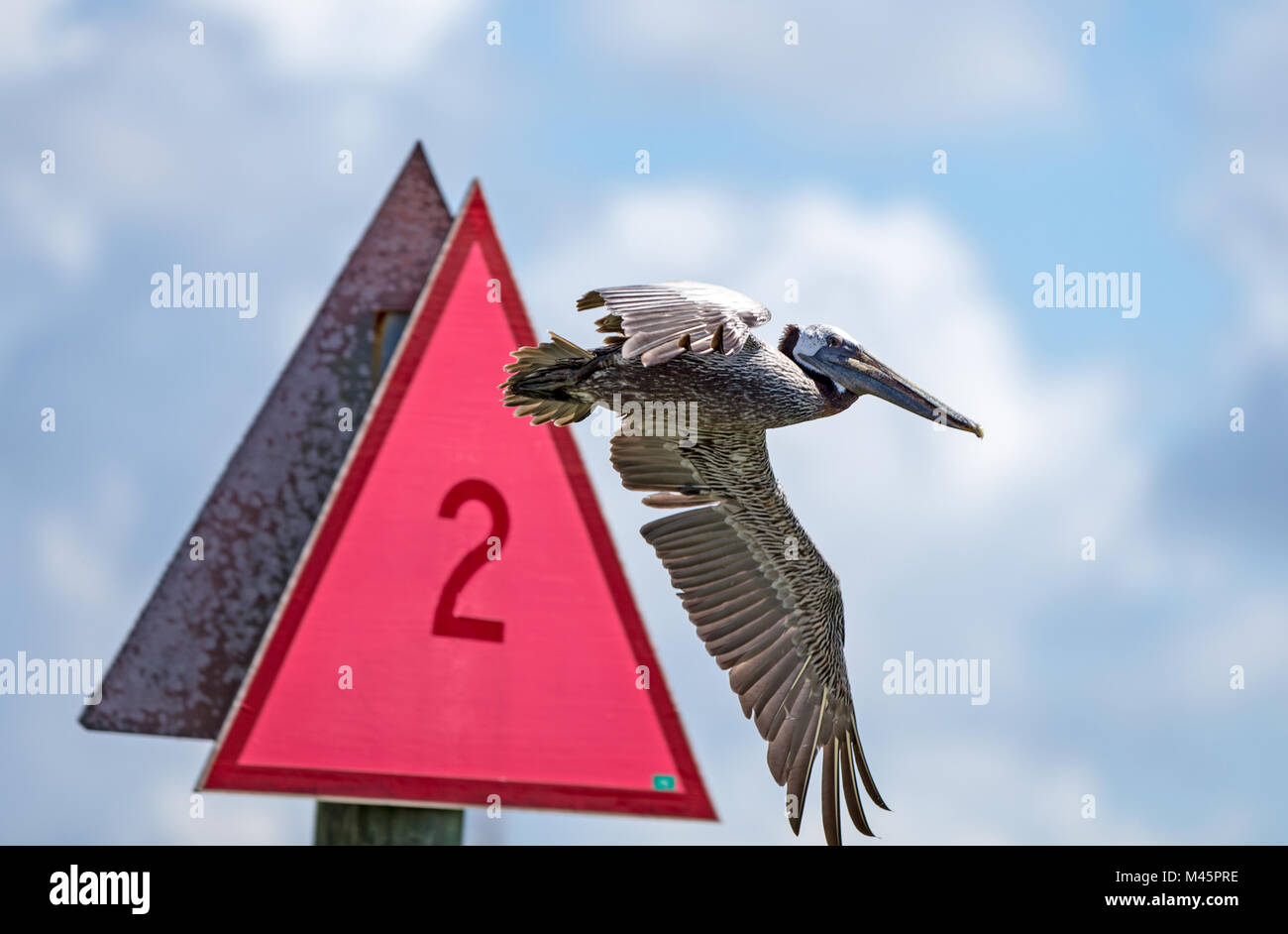 Pelicans ignore signs Stock Photo