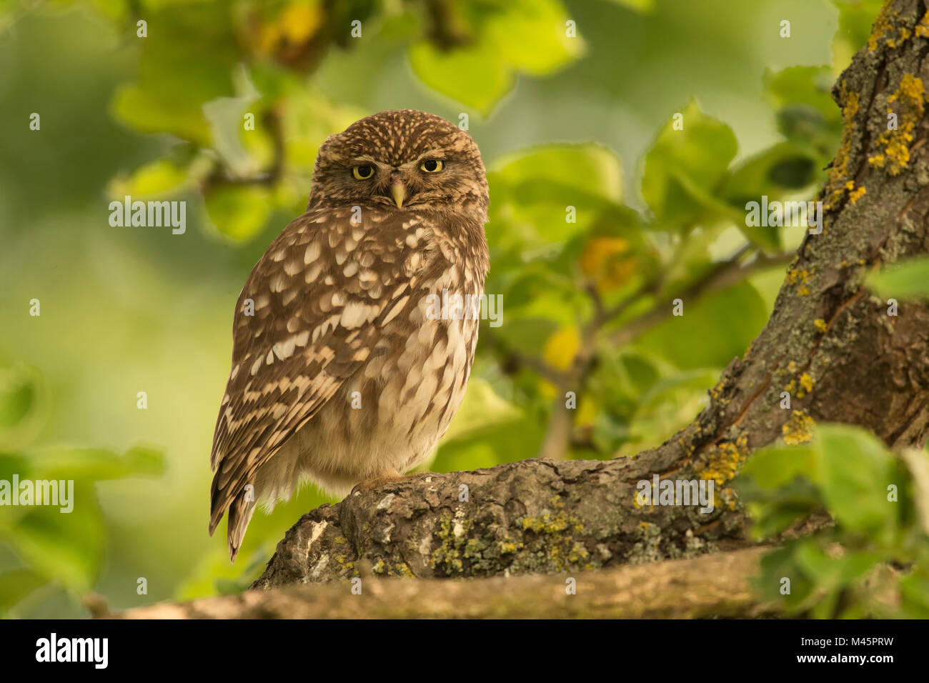 Little owl (Athene noctua) sitting in a tree,direct look,Rhineland