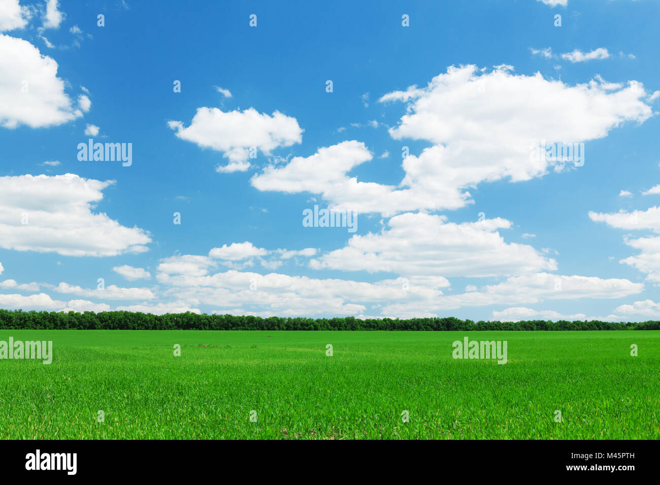 Green grass field and blue sky background Stock Photo - Alamy