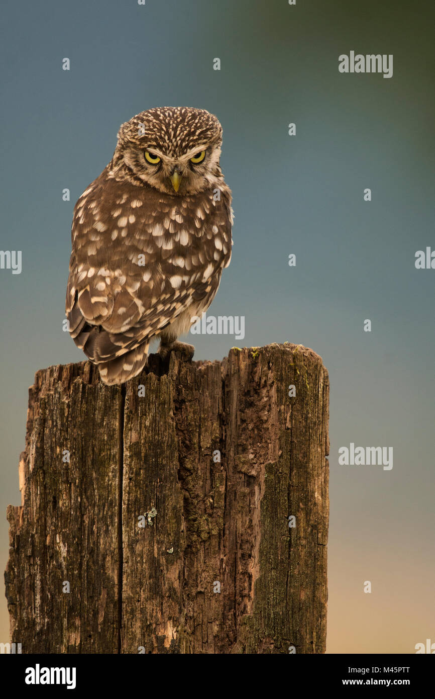 Little owl (Athene noctua) sitting on tree stump,direct look,Rhineland-Palatinate,Germany Stock Photo