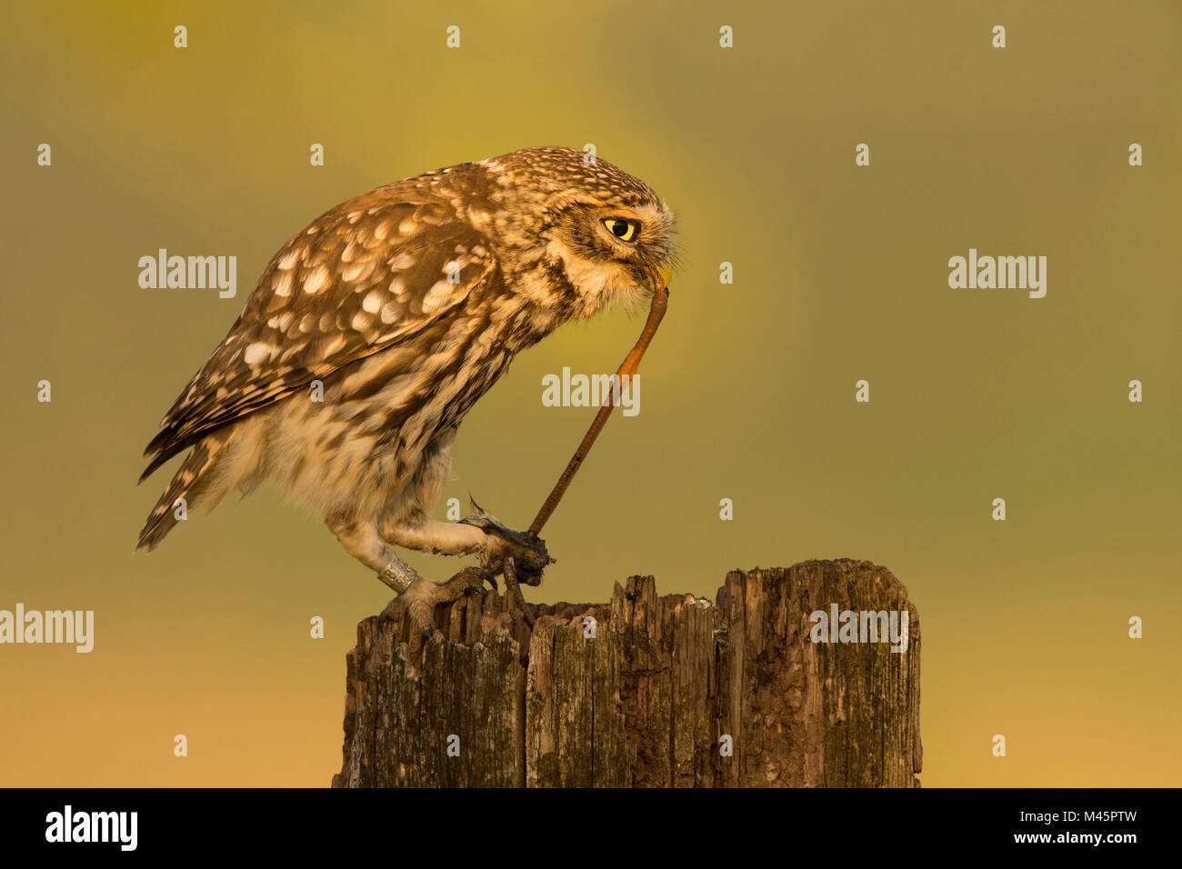 Little owl (Athene noctua) with earthworm as prey on tree stump,Rhineland-Palatinate,Germany Stock Photo