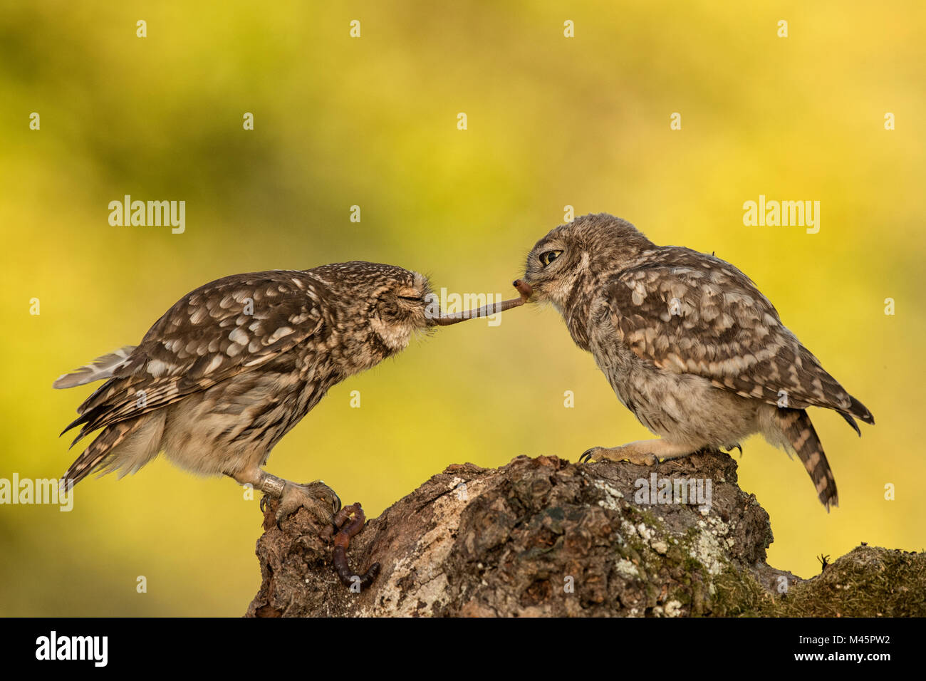 Two Little owls (Athene noctua),old and young animal with earthworm as prey,Rhineland-Palatinate,Germany Stock Photo