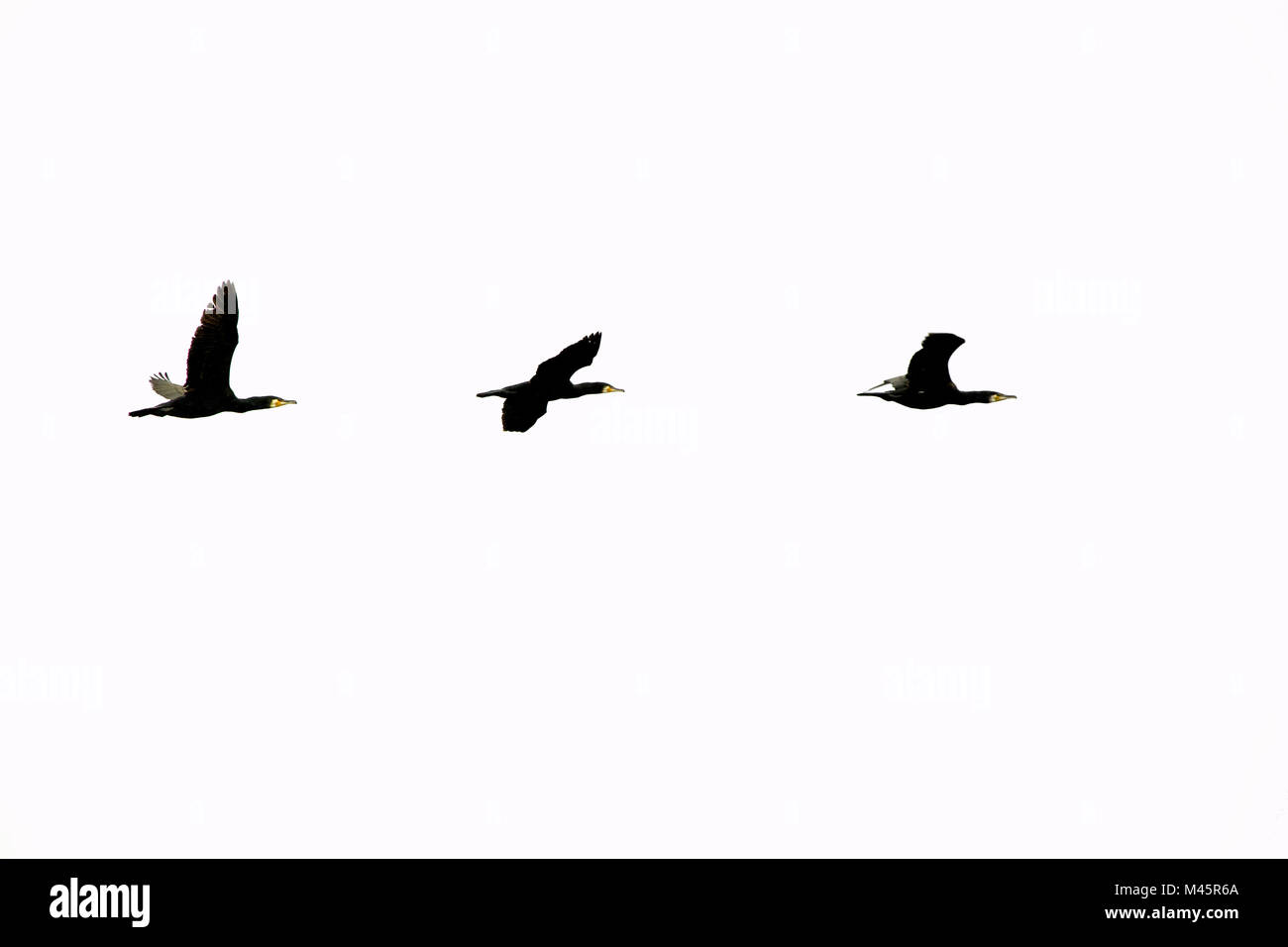 cormorants flying Stock Photo