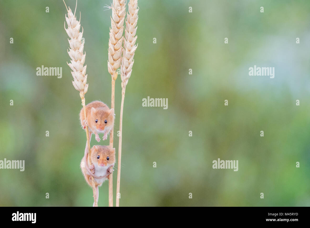 Cute little harvest  mice on corn Stock Photo