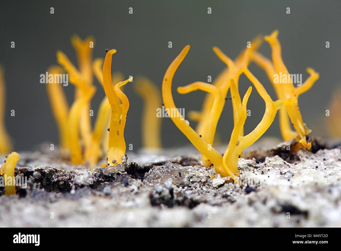 Small stagshorn jelly fungus, Calocera cornea Stock Photo