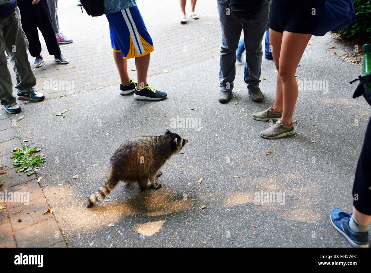 Racoon runs towards tourists, Stanley Park, Vancouver, Canada. Stock Photo