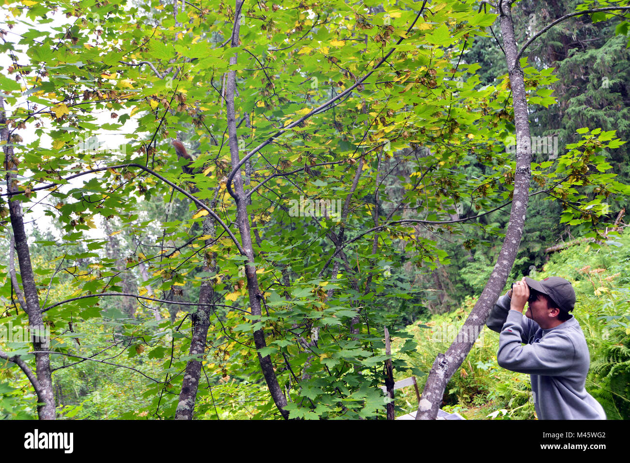 Ancient forest, Prince George, British Columbia Stock Photo