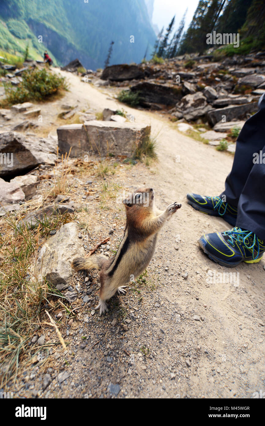 Chipmunk in the Canadian Rockies begs for food from tourists, Lake Louise, Banff. Canadian Rockies Stock Photo