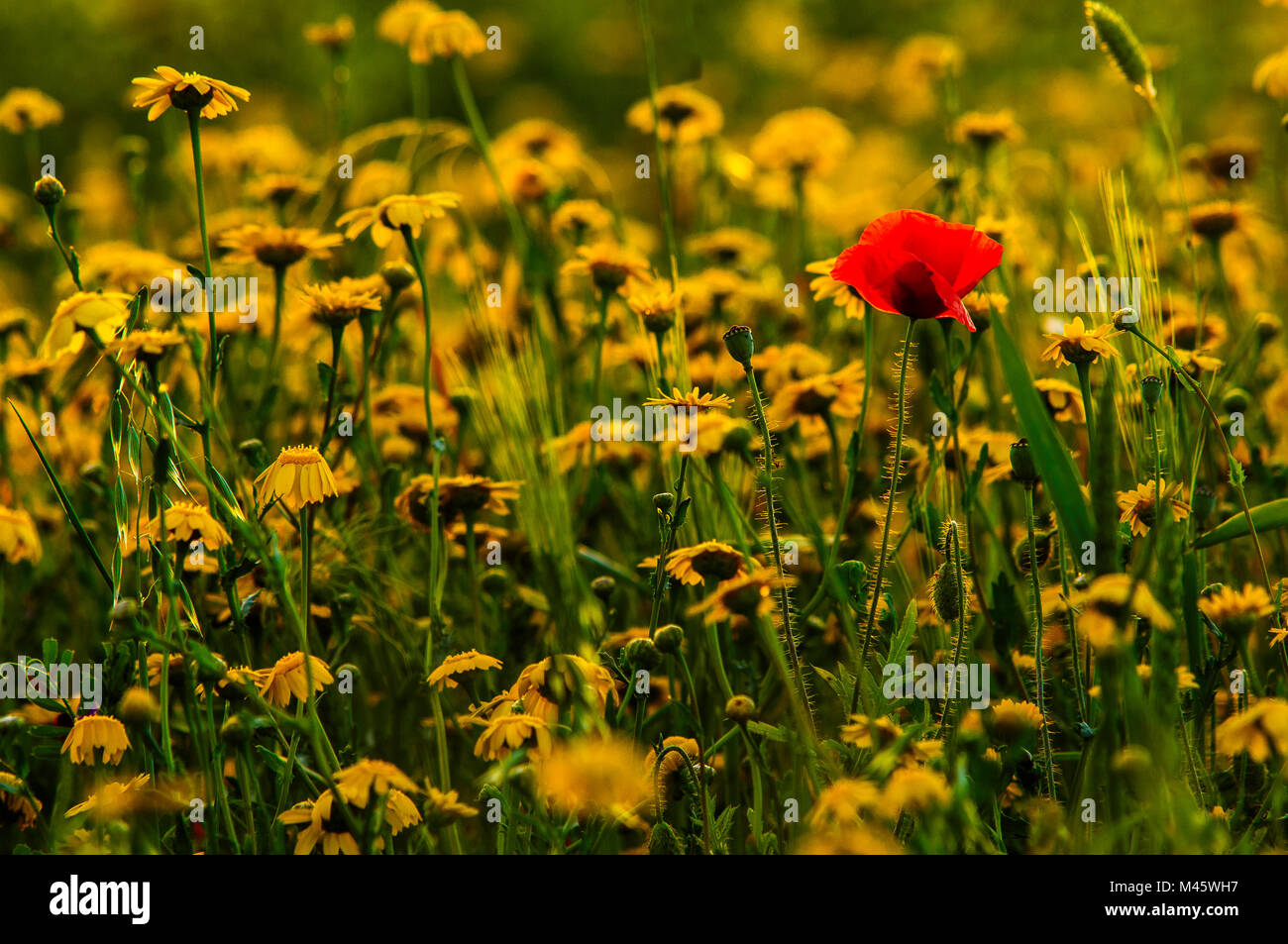 A field of poppies and yellow flowers Stock Photo