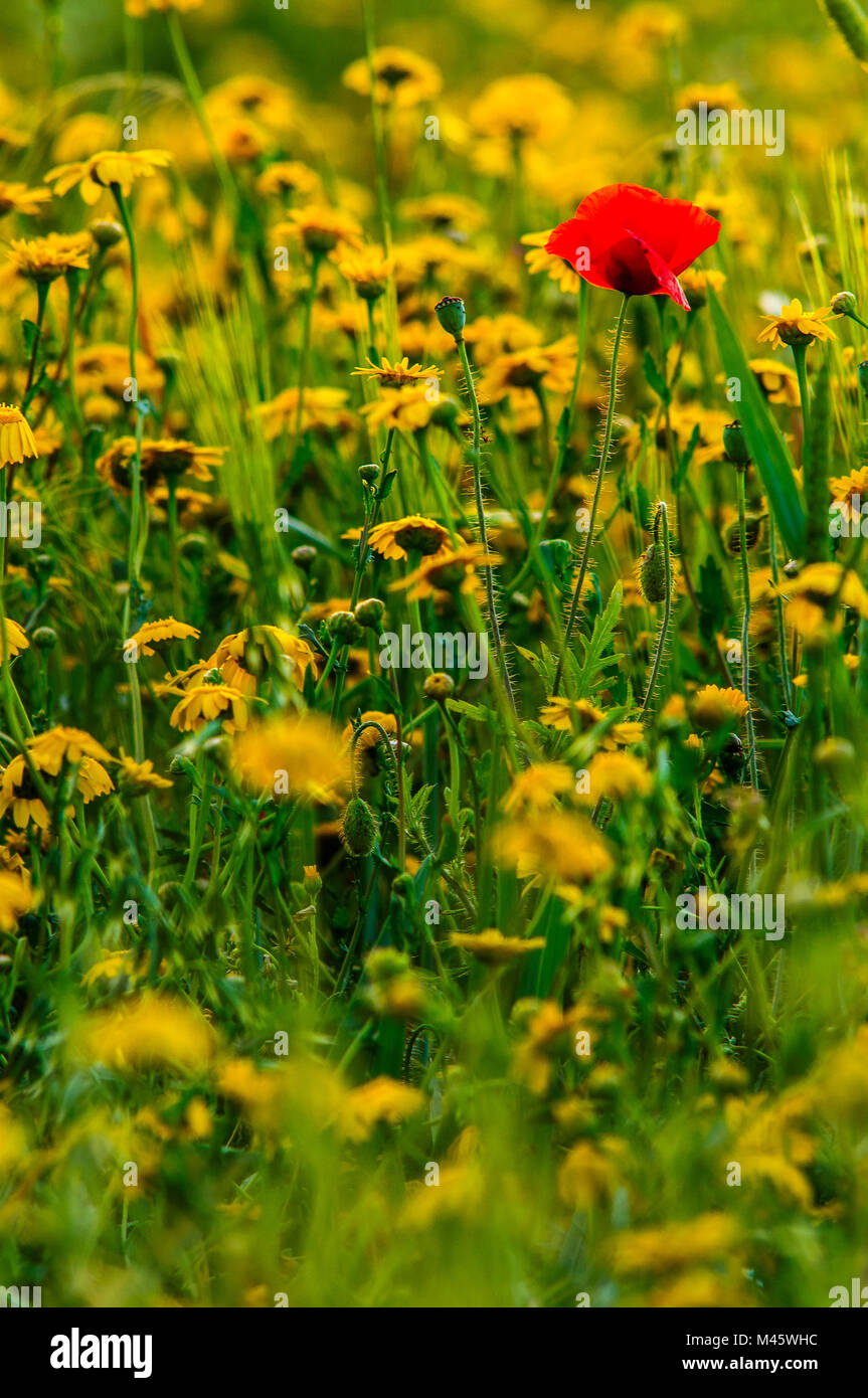 A field of poppies and yellow flowers Stock Photo