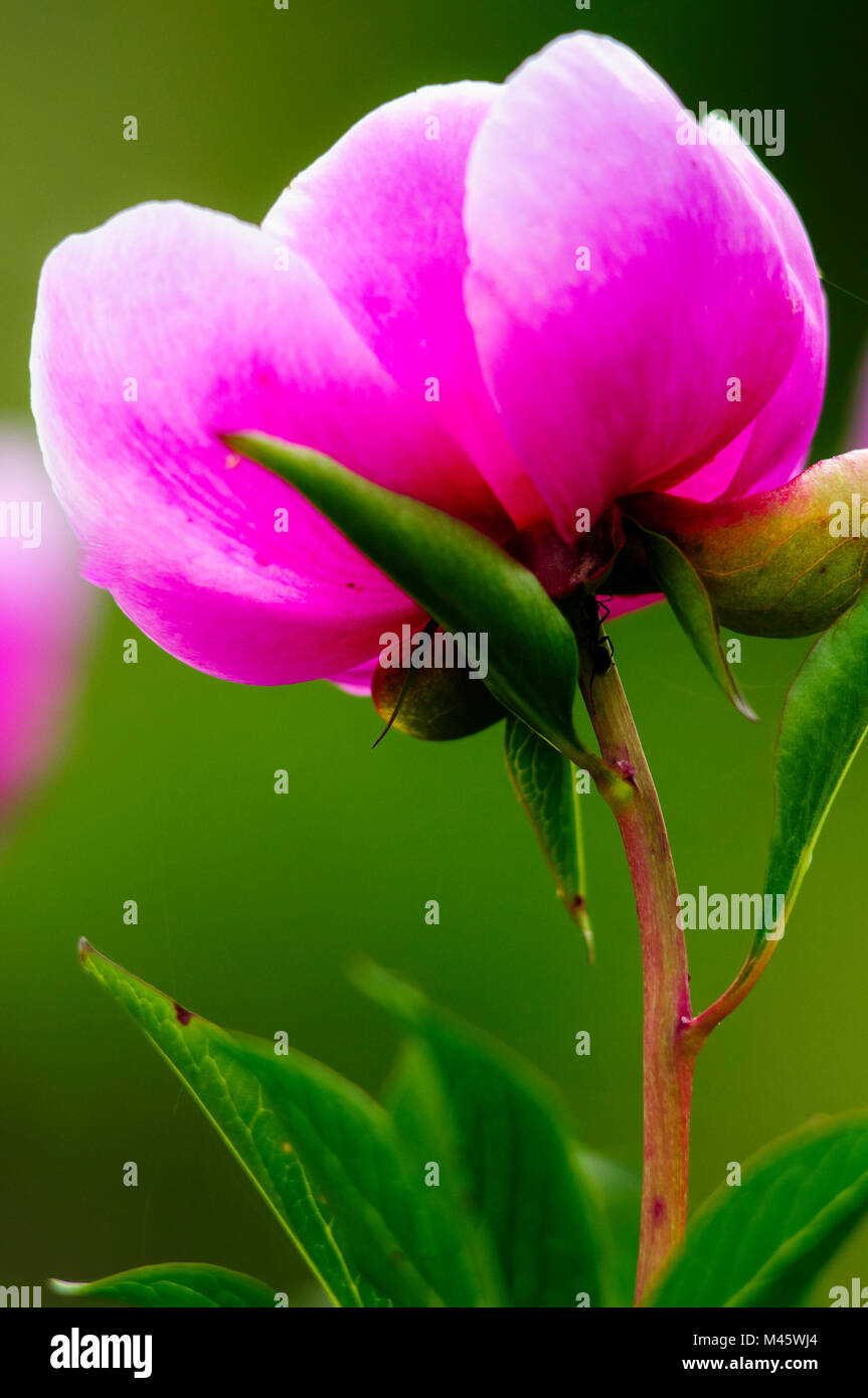 Alexandria Rose (Paeonía officinalis) Stock Photo