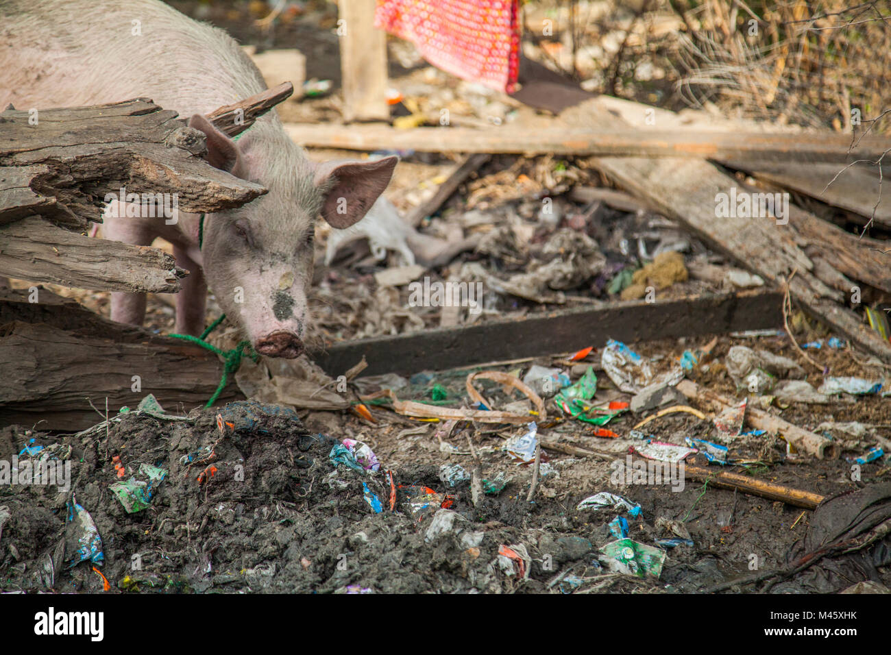 Dirty pig eating trash and garbage in Bagan Myanmar Stock Photo