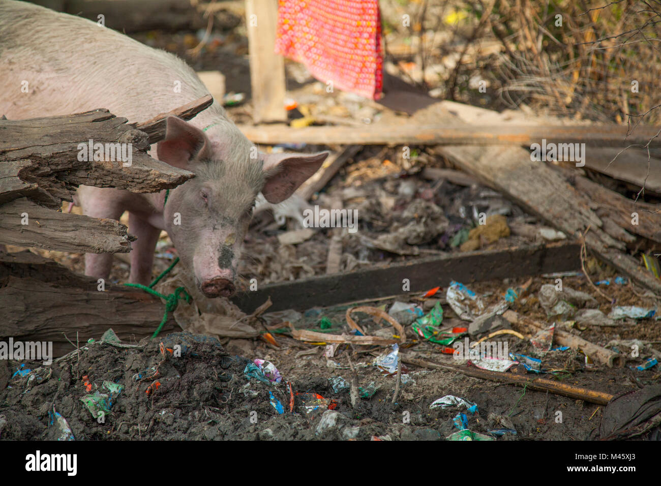 Dirty pig eating trash and garbage in Bagan Myanmar Stock Photo