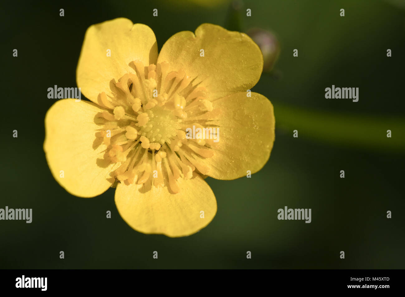 Yellow wood anemone, Anemone ranunculoides Stock Photo Alamy