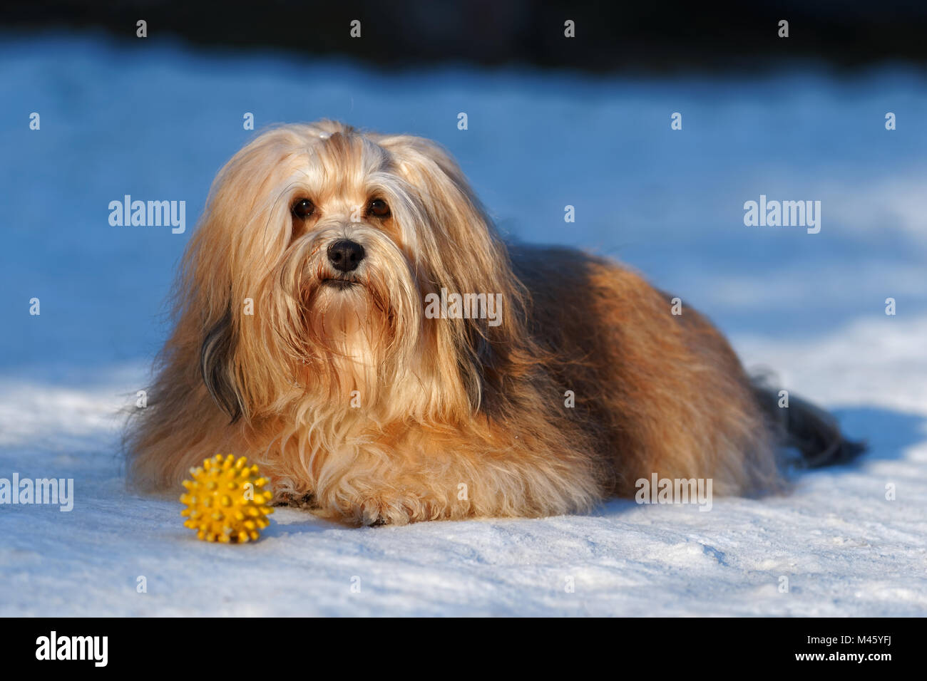 Beautiful show champion havanese female dog lying in a snowy park with a yellow ball Stock Photo