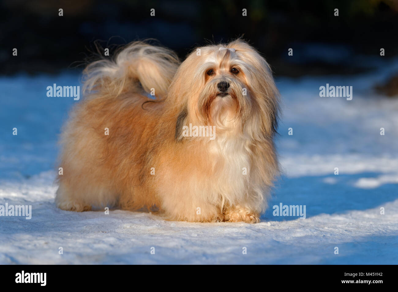 specificere kalligrafi indre Beautiful show champion havanese female dog stands in a snowy park Stock  Photo - Alamy