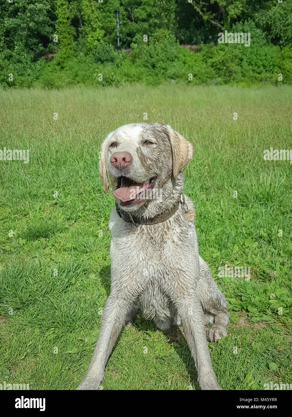 Happy muddy dog hires stock photography and images Alamy