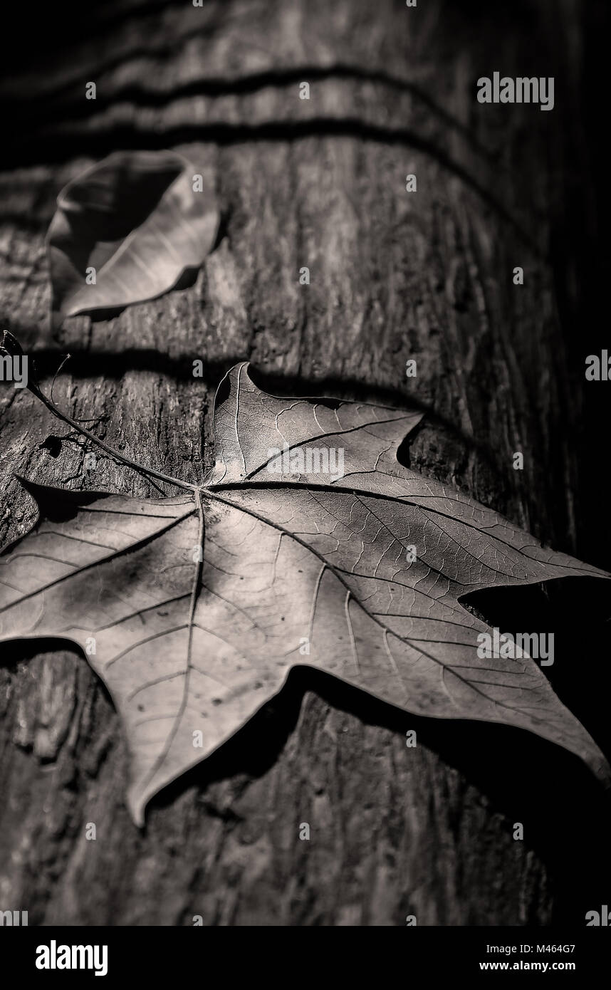 feuilles d'arbres noire et blanc Stock Photo